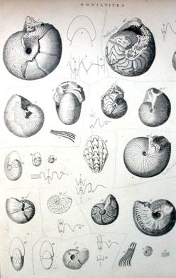 Phillips's goniatite drawings